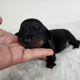 Black and tan male - Black and tan male Dachshund puppy in Belle Rive, Illinois from Akin's Miniature Dachshunds, LLC