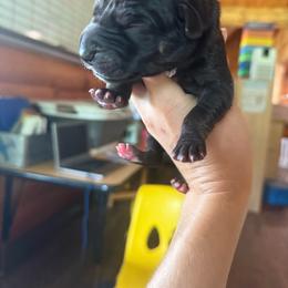 White collar - Black male Great Dane puppy in Corsica, Pennsylvania from Ferguson Family Danes LLC