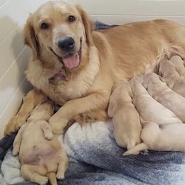 Golden Retriever Puppies from Sam's Goldens