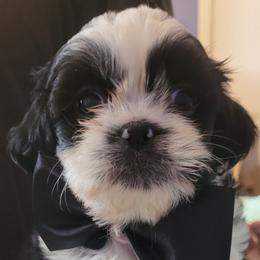 Snoopy - Black and white male Shih Tzu puppy in Newport, Arkansas from Gina's Lil Zues and Yorkies Kennel