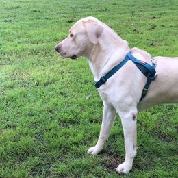Dilute Retriever All Grown Up from DLime Ranch Silver Labs