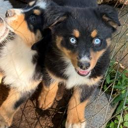 Luna - Black tri female Miniature Australian Shepherd puppy in Patterson, North Carolina from DreamLine Aussies