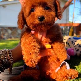 COOKIE - Red female Maltipoo puppy in Sugar Land, Texas from Celebrity Maltipoos