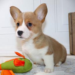 AKC Purple ID Girl - Red female Pembroke Welsh Corgi puppy in Ash Flat, Arkansas from Arkansas Corgis