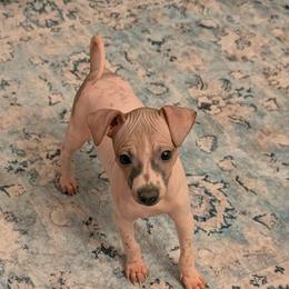 Saguaro - Red and white female American Hairless Terrier puppy in Phoenix, Arizona from Bare Valley
