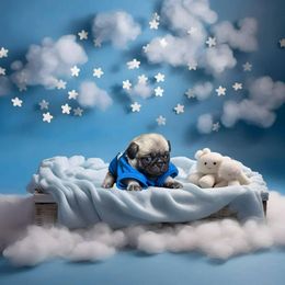 Pug Puppies from Precious Paws