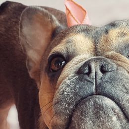 French Bulldogs from Loyal Littles French Bulldogs