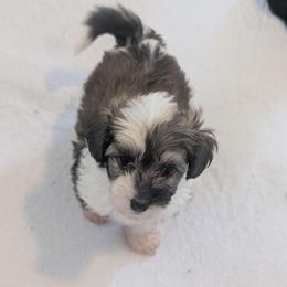 DaoDog Neo Choosen One - Black white and tan male Chinese Crested puppy in Highland Park, Michigan from Family Kennel Dao Dog