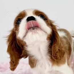 Champion-Sired Alexandrite - Blenheim female Cavalier King Charles Spaniel puppy in Louisville, Kentucky from Ali-Mae Cavaliers