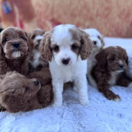 Aussiedoodle and Cavapoo Puppies from Pawsome Aussie Doodles and Oodles