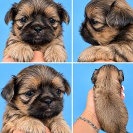 Biscuit - Gold male Shih Tzu puppy in Modesto, California from Debbie's Darling Shih Tzus