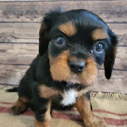 Cavalier King Charles Spaniel and Old Time Scotch Collie Puppies from Pleasant Meadows