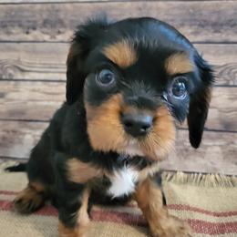 Cavalier King Charles Spaniel and Old Time Scotch Collie Puppies from Pleasant Meadows