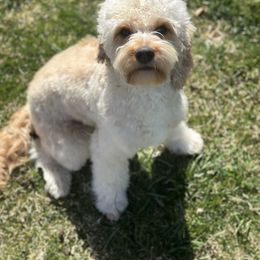 London - Cavapoo