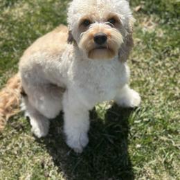 London - Cavapoo