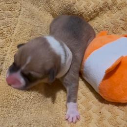 AKC white fish - Red male Pembroke Welsh Corgi puppy in Summerfield, Florida from Promise Land Farm