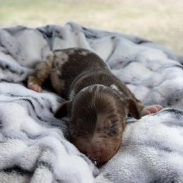 Diamond - Dapple female Dachshund puppy in Arab, Alabama from Cantrell’s Dachshund Den