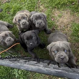 Cane Corso Puppies from Venom Cane Corsos