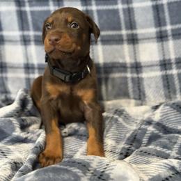 Black Collar - Red and rust male Doberman Pinscher puppy in Lake City, Florida from Paintedcrazy Doberman Pinchers