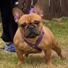 Chloe  - French Bulldog