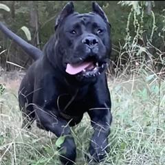 Naz - Perro de Presa Canario