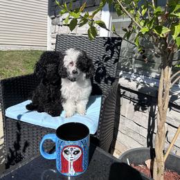 Poodle All Grown Up from Parti-Pawz