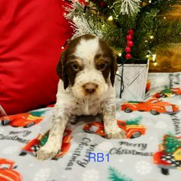 RB1 - Tri-Roan male English Springer Spaniel puppy in Britton, South Dakota from K&S Canines