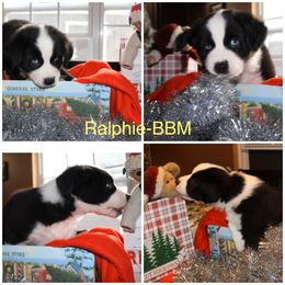 Australian Shepherd Puppies from Not Of This World Australian Shepherds