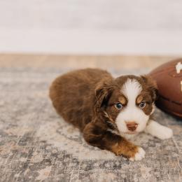 Chief - Red tri male Miniature Australian Shepherd puppy in Enoch, Utah from Twisted H Aussies