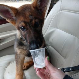 German Shepherd Puppies from Rammstein Kennels