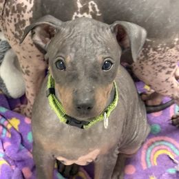 Buster (Lime collar) - Black brindle and white male American Hairless Terrier puppy in Smith Center, Kansas from Wilsong Kennel