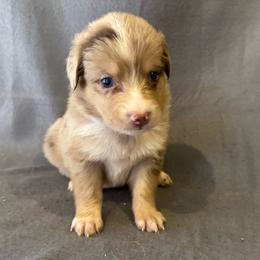 Dream girl - Red merle female Miniature Australian Shepherd puppy in Loretto, Tennessee from K Kountry Farm