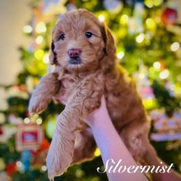 Silvermist - Red  female Goldendoodle puppy in Smithville, Tennessee from Gingerdoodles