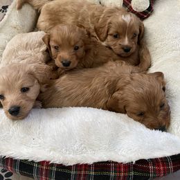 Cavapoo and Poodle Puppies from Coopers Lane Puppies