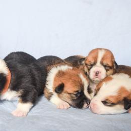 Pembroke Welsh Corgi Puppies from Annwyl McCorgis