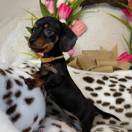Josephine - Dapple female Dachshund puppy in Wooldridge, Missouri from Royal Bloodline Canines