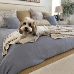 Snowbell - Havanese