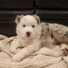 Roo - Blue merle female Australian Shepherd puppy in Lititz, Pennsylvania from Skyview Aussies
