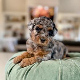 Navy Collar - Merle female Cavapoo puppy in Indiahoma, Oklahoma from Farm Fresh Doodles