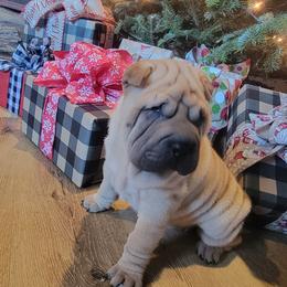Blue collar girl - Fawn female Chinese Shar-Pei puppy in Wellington, Ohio from Shine Shar-Pei