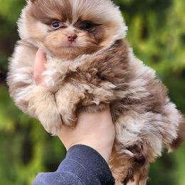 Pomeranian Puppies from POMS OF CBBK