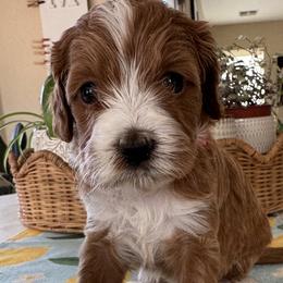 Uno - Apricot female Goldendoodle puppy in Gilbert, Arizona from DogHouse Doodles