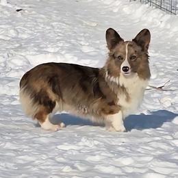 Kiwi - American Corgi