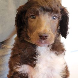 Poodle Puppies from Chapel Hill Poodles