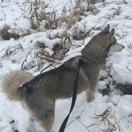 Alaskan Huskies from SunSpark Huskies