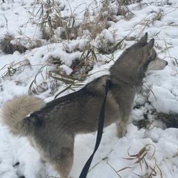 Alaskan Huskies from SunSpark Huskies