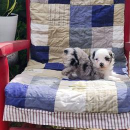 Clover - Blue merle female Miniature Australian Shepherd puppy in Gainesboro, Tennessee from Family Tradition