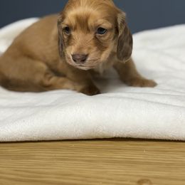Copper (ee red longhair) - Red male Dachshund puppy in Appomattox, Virginia from Doxie Darlings VA