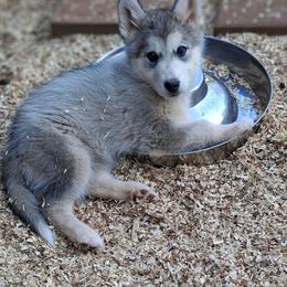 Tikaani - female Native American Indian Dog puppy in Glade Hill, Virginia from Indian Valley Kennels