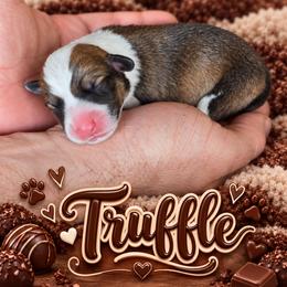 Truffle - Sable male Pembroke Welsh Corgi puppy in Oak Harbor, Washington from Blackberry Hill Corgis